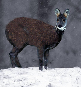 Siberian Musk deer!