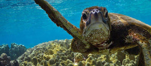 Marine Turtles and their Adaptation for Aquatic Life!