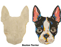 Boston Terrier