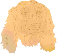 Dachshund